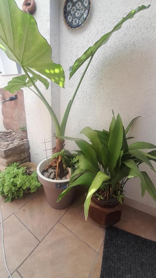 סובוטיקה Kosta Apartments מראה חיצוני תמונה
